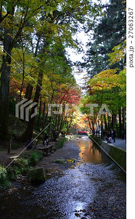 秋の小國神社　古代の森 27063267