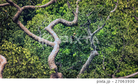 Hornbill nets in hollow tree 27063930