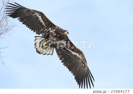 飛ぶオジロワシ若鳥 飛ぶオジロワシ若鳥 27064177