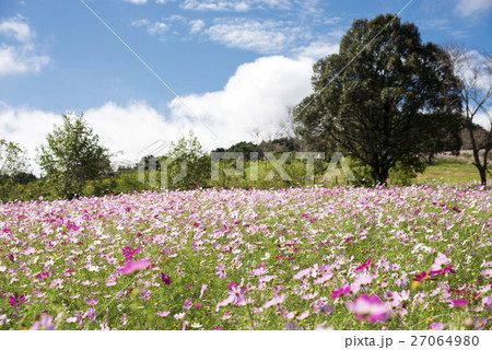 青空の下のピンクと白のコスモスの花花 27064980