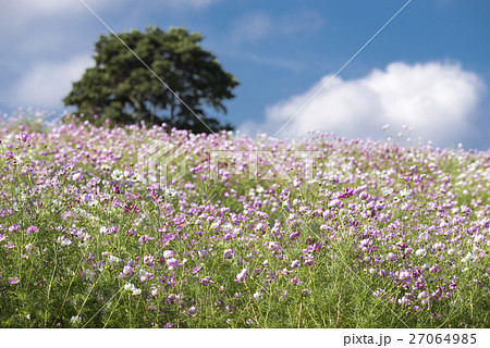青空の下のピンクと白のコスモスの花花 27064985