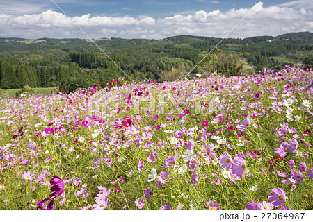 青空の下のピンクと白のコスモスの花花 27064987