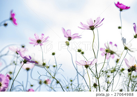 ピンクのコスモスの花花と空 27064988