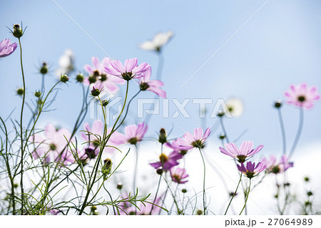 ピンクのコスモスの花花と空 27064989