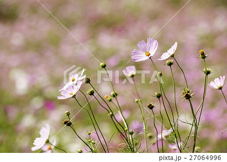 ボケをバックにピンクのコスモスの花 27064996