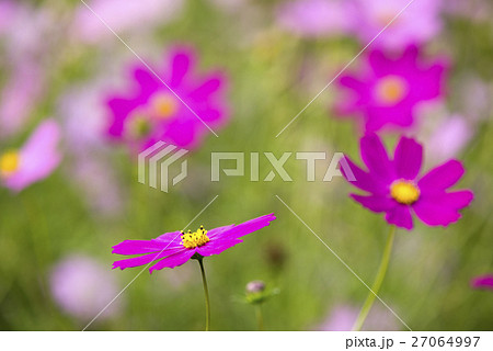 ボケをバックに濃いピンクのコスモスの花 ボケをバックに濃いピンクのコスモスの花 27064997