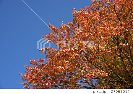 ウリカエデの紅葉と青空 27065014