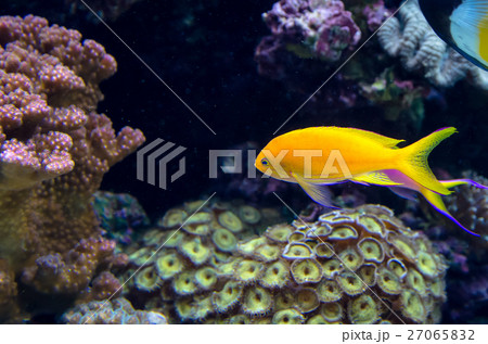 Tropical sea fish and corals Tropical sea fish and corals 27065832