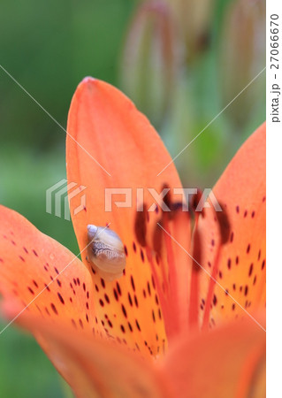 カタツムリinエゾスカシユリ 27066670