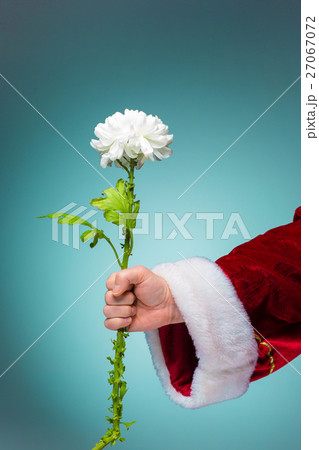 Hand of Santa Claus holding a living flower on 27067072
