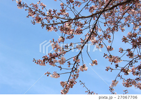 快晴の空と咲始めの桜 快晴の空と咲始めの桜 27067706