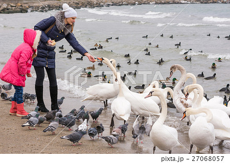 Family feeding white swans on the sea coast in winter 27068057