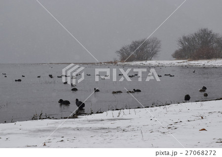 水鳥の楽園 27068272