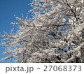 桜（隅田公園） 27068373