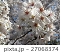桜（隅田公園） 27068374