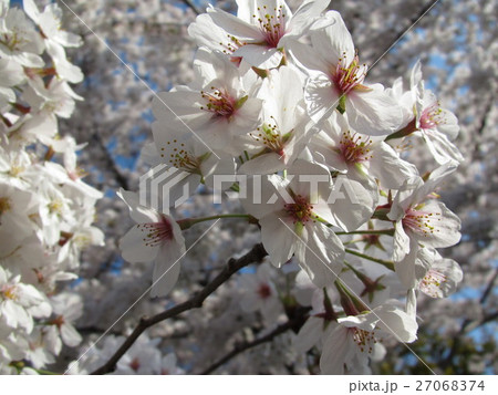 桜(隅田公園) 桜(隅田公園) 27068374