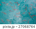 Many fish in the water 27068764