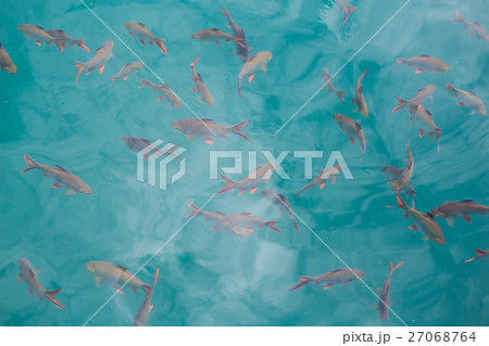 Many fish in the water Many fish in the water 27068764