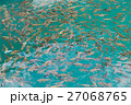 Many fish in the water 27068765