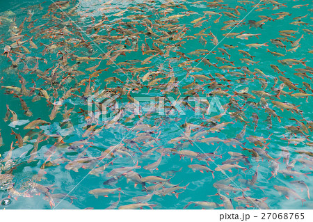 Many fish in the water 27068765