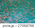 Many fish in the water 27068766