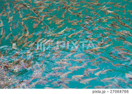 Many fish in the water 27068766