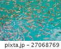 Many fish in the water 27068769