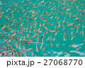 Many fish in the water 27068770