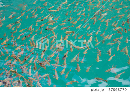 Many fish in the water Many fish in the water 27068770