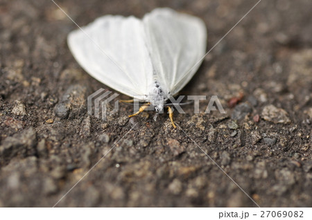 キアシドクガ キアシドクガ 27069082