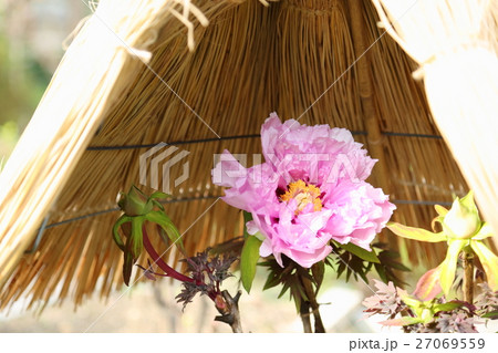 寒牡丹の花 27069559