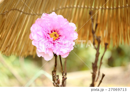 寒牡丹の花 寒牡丹の花 27069713