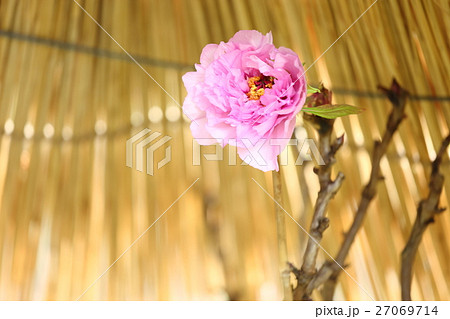 寒牡丹の花 寒牡丹の花 27069714