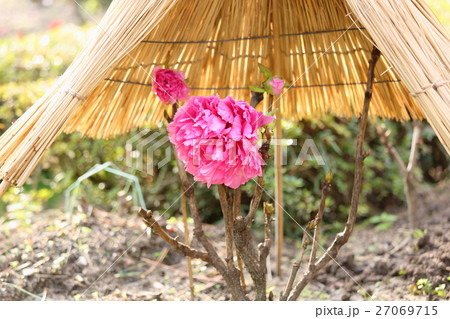 寒牡丹の花 寒牡丹の花 27069715