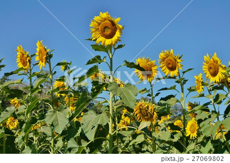 ひまわり、蜂蜜、夏のイメージ(Image of Sunflower, Honey, Summer) ひまわり、蜂蜜、夏のイメージ(Image of Sunflower, Honey, Summer) 27069802