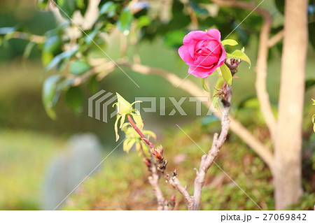 寒牡丹の花 27069842