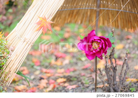寒牡丹の花 27069845