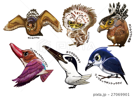 西表島 石垣島の鳥のイラスト素材