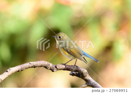 ルリビタキ１８　　若鳥オス 27069951