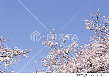 桜 桜 27070198