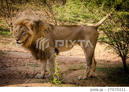 Male African Lion Male African Lion 27070331
