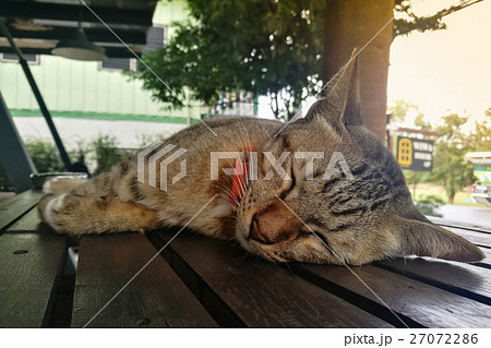 three colors cat close up sleep on wood table three colors cat close up sleep on wood table 27072286
