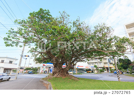 仲道の三番アコウ 27072765