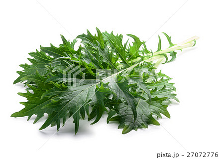 Mizuna leafy salad (Japanese mustard), paths Mizuna leafy salad (Japanese mustard), paths 27072776