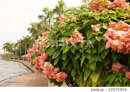 ムッセンダ（Mussaenda, Queen Sirikit） 27072954