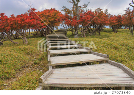 日出ヶ岳から正木ヶ原への遊歩道 27073340