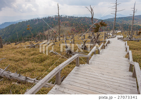 大台ケ原の正木ヶ原の木製の遊歩道 大台ケ原の正木ヶ原の木製の遊歩道 27073341