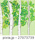 Autumn birch grove 27073739