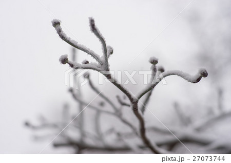Close up of tree branch with buds in winter Close up of tree branch with buds in winter 27073744