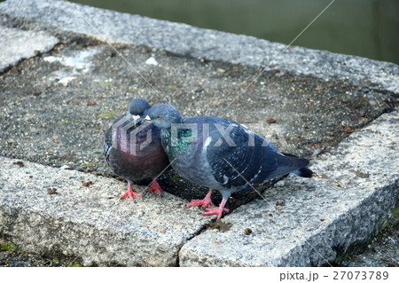 ハト 27073789